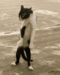 20220624_161831.gif
